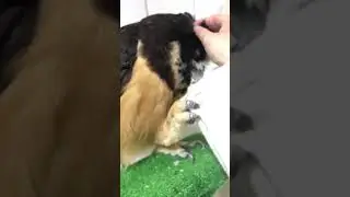 Do not go / 行かないで　Spectacled Owl's Pon chan
