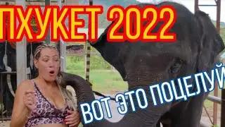 Phuket! Buddha! Elephants! Tigers! 