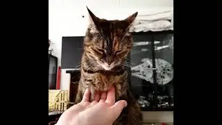 Touching the cat