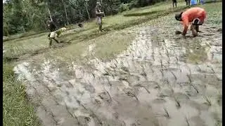 Buhay magsasaka/ nagawa mo na rin ba magtanim ng palay?
