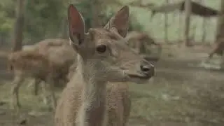 Discovering the Majestic Cervidae Family 🦌