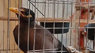 শালিক পাখি।।