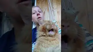 Мейн кун. Кот Джокер. Был самым музыкальным  котом.