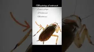 Cockroach 🪲 - Vijita Ma'am #like #subscribe #youtubeshorts #yt #biology #viral #viralvideo #share