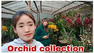 Orchid House Tour|| Orchid Collection