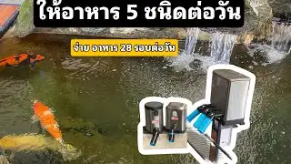ให้อาหาร ปลา 5 ชนิดต่อวัน
