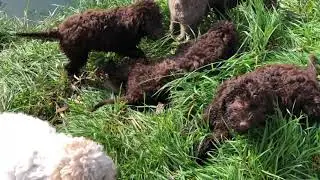 Щенки лаготто 3 месяца