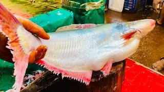 Master the Art of Pangas Fish Filleting | Live Step by Step Cuts Tutorial Guide In BD Market