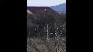 Сорока Кроухантинг #Crowhunting #shorts