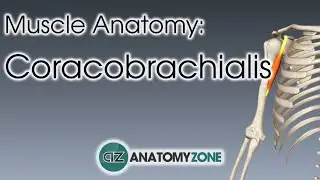 Coracobrachialis | Muscle Anatomy