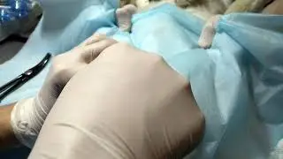 Кастрация кота.