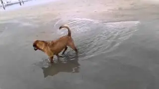 Dog Edition : I'm Hungry,,would like to fishing, Kuta Beach, Bali