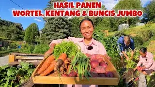 PANEN SEMUA SAYURAN JUMBO DI KEBUNKU BUAT BIKIN KETOPRAK