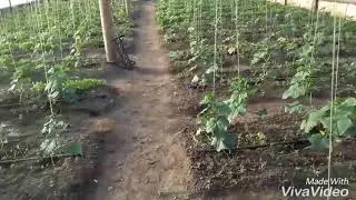 Огурцы цветут в апреле