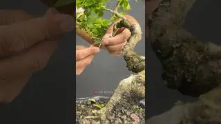 Bougainvillea Bonsai Making Process
