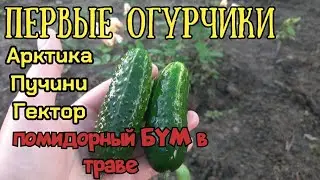 Огурцы Арктика Пуччини Гектор Первый урожай с нашего огорода
