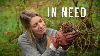 Please pay attention: These wild animals need help / hedgehog rescue center at home
