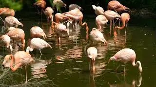 natural video, 15, flamingo