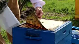 Глухая потолочина в пчелиной семье