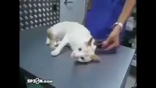 ‫كيف تسكت قطا؟‬