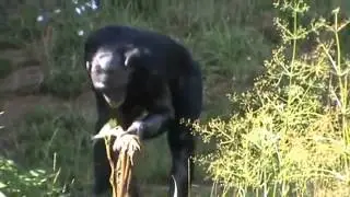 Забавные обезьянки спариваются