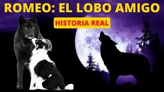 🔴 Romeo: El LOBO que se convirtió en el MEJOR AMIGO de un pueblo