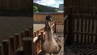 Синеви́рська Поля́на — село в Синевирській громаді Хустського району Закарпатської області України.