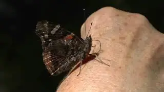 Red admiral butterfly feeding 2019