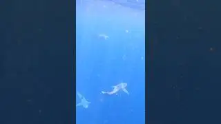 SNORKELING GONE WRONG. 😦
