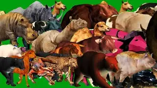 Green Screen Animals Stampede Left To Right Running and Walking HD Animals Video