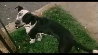 Bruce Almighty: B-E-A-utiful (The Dog is Peeing Everywhere)