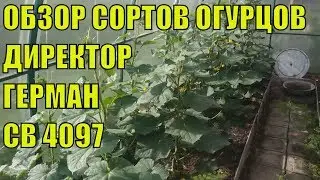 REVIEW OF CUCUMBER VARIETIES IN THE GREENHOUSE! HERMAN, MADRINELE, DIREKTOR, SV 4097, AND OTHERS.