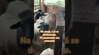 Borrego 74 e sua disposição #criaçãodeovelhas #ovelhas #ovinocultura #ovinos #fazenda