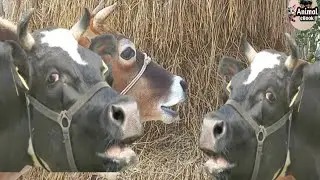 Cute Baby Cow Sound Mooing compilation 2025 | Animal eBook