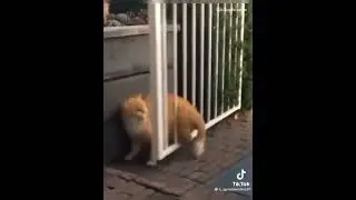 кот ругается на ворота