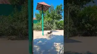 зебры🦓