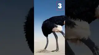 Mitos de animales #datoscuriosos #curiosidades  #animals