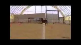 For Sale AQHA and Solid APHA yearling gelding HUS & Hunter prospect