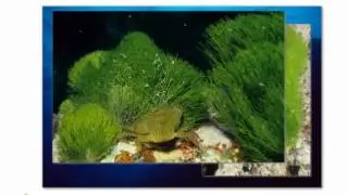 Responding to the environment -  defence  mechanisms - chemicals, thorns
