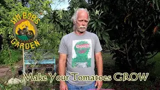 Make Your Tomatoes GROW