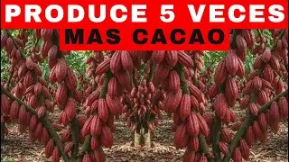 PRODUCE 5 TIMES MORE COCOA WITH THIS CLONE