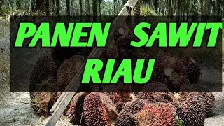PANEN SAWIT WALAUPU. MUSIM TREK@DidikRianto22