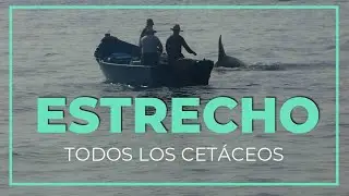 TODOS los CETÁCEOS del Estrecho de Gibraltar || 4 días buscando ORCAS |#5|