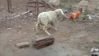 боевой петух