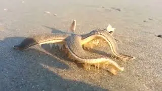 Starfish Walking on the Beach