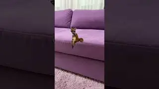 Лиса кайфует 