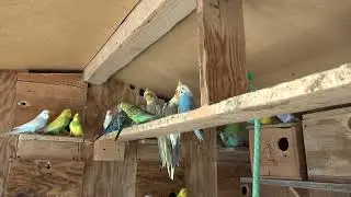 Барашки, попугаи, утки, куры наше хозяйство.
