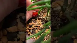 Не всё же про ароидных рассказывать😜 Её милашное величество: 