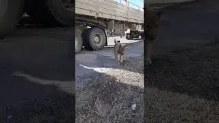 Встретил пёсика ❤️ #shorts #shortsvideo