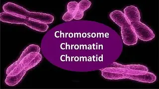 Chromosome, chromatin and chromatid